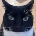 evilcatstare