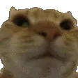 NoNo