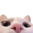 catLurk