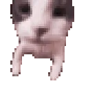 KissCat KissCat