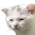 CatPain