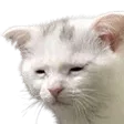 :CatPain:
