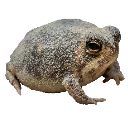 Rainfrog