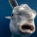 mola