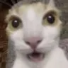 shockedcat