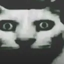cat_horror_despair_stare cat_horror_despair_stare