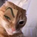 sigmacat