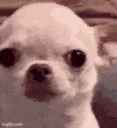 Meme_dogevilgrin Meme_dogevilgrin