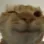 cat_wink cat_wink