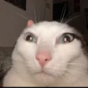 jago_3 jago_3