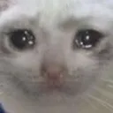 sadcat