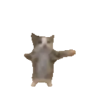 excitedcat excitedcat