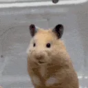 hamster_stare