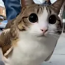 MeowlConfusion
