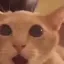 catshocked