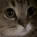 meow