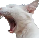 CatScream