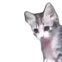 yo yo