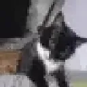 schizo_cat_worm