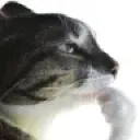 catthink