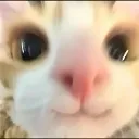 cat_acting_cute