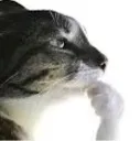 thinkcat