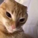 gato_ceja_edited Discord emoji