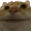 yes_cat