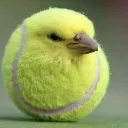 birdball
