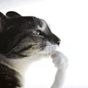 thinker