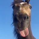 horse