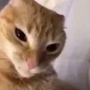 wut