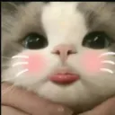 CuteCat