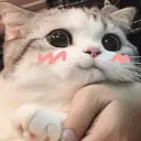 cutecat1