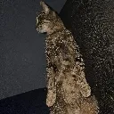 Mycatstanding