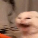 KEKCAT