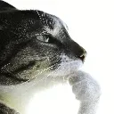 cat_thinking cat_thinking