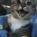 catHappy