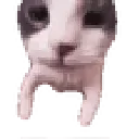 catKISS