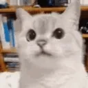 catNo