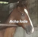 axha