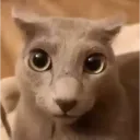 dude