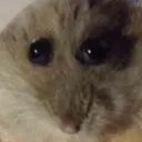 ratatooie