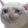 meowcry