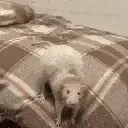haveatthee