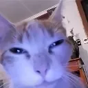 ChillCat