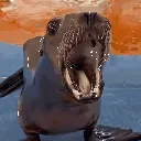 sealion1