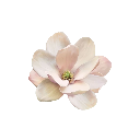 cuteflower Discord sticker from ✿      αuriellα        ᥬᩤ      guilds  ㆍ  stox  ㆍ  interαct  ㆍ   sfw