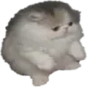 TupidSit