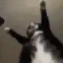 cat_shaking_belly
